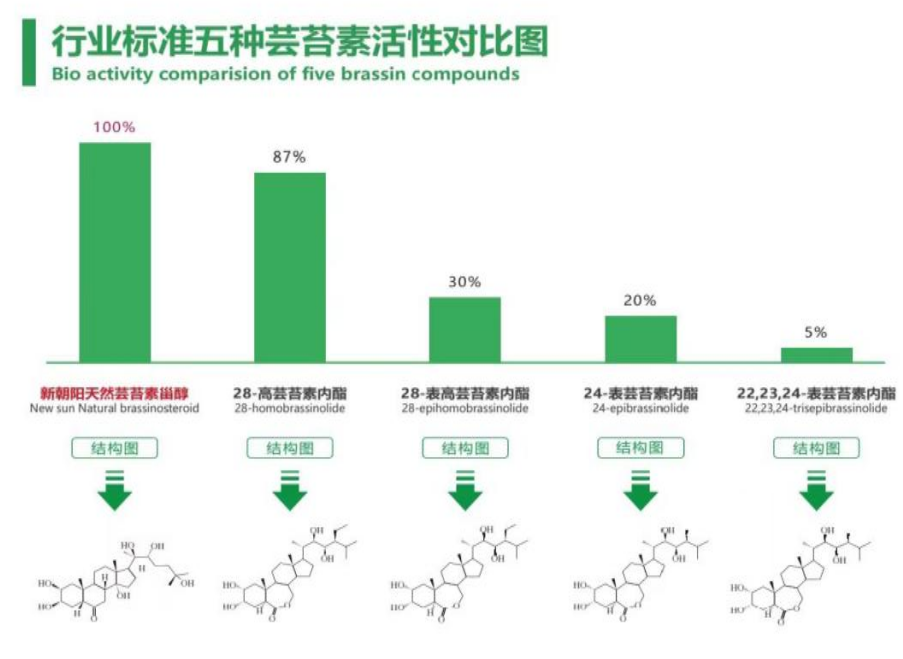 小麥拌種選新朝陽天然蕓苔素，讓小麥高產(chǎn)贏在起跑線上?。ㄐ←溤谑裁磿r候用蕓苔素效果最佳）