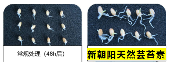 小麥拌種選新朝陽天然蕓苔素，讓小麥高產(chǎn)贏在起跑線上?。ㄐ←溤谑裁磿r候用蕓苔素效果最佳）