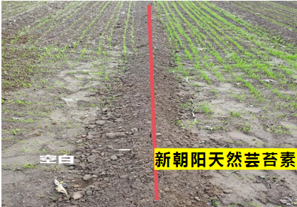 小麥拌種選新朝陽天然蕓苔素，讓小麥高產(chǎn)贏在起跑線上！（小麥在什么時候用蕓苔素效果最佳）